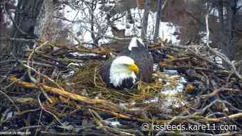 DNR: EagleCam egg broke in the nest