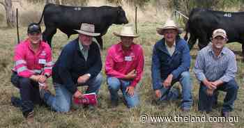 Te Mania achieve six figure sum paid for by syndicate