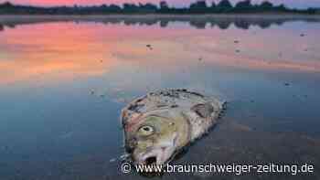 Tote Fische: Greenpeace hält Bergbaukonzerne für Verursacher