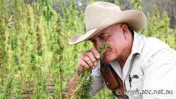Sweet smell of success as country music legend James Blundell sings cannabis crop's praises