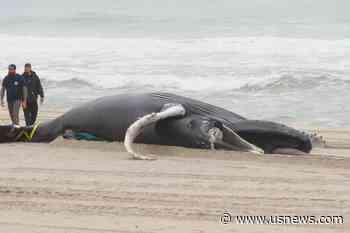 Whale Safety Research Planned Near East Coast Wind Farms