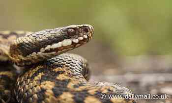 Could King Charles help the UK's only poisonous snake?