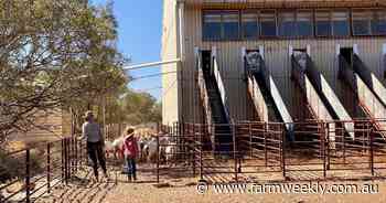 Click go the shears at Rawlinna station