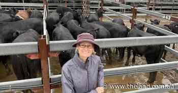 Angus steer price a new reality at start of Tenterfield weaner sale selling season