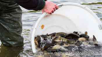 Mit Jungfischen Seen beleben? Lohnt sich wohl nur selten