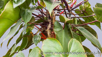Philodendron schneiden: Sechs Tipps