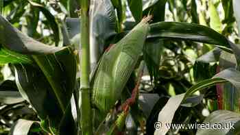 As Kenya’s Crops Fail, a Fight Over GMOs Rages