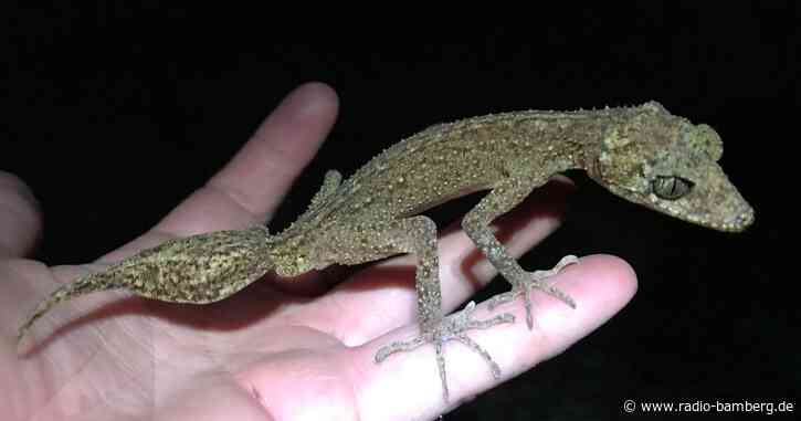 Mini-Drache: Neue Geckoart in Australien entdeckt