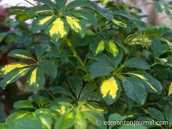 Growing Things: A bacterium doing battle against pests