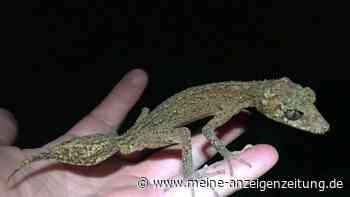 Mini-Drache: Neue Geckoart in Australien entdeckt