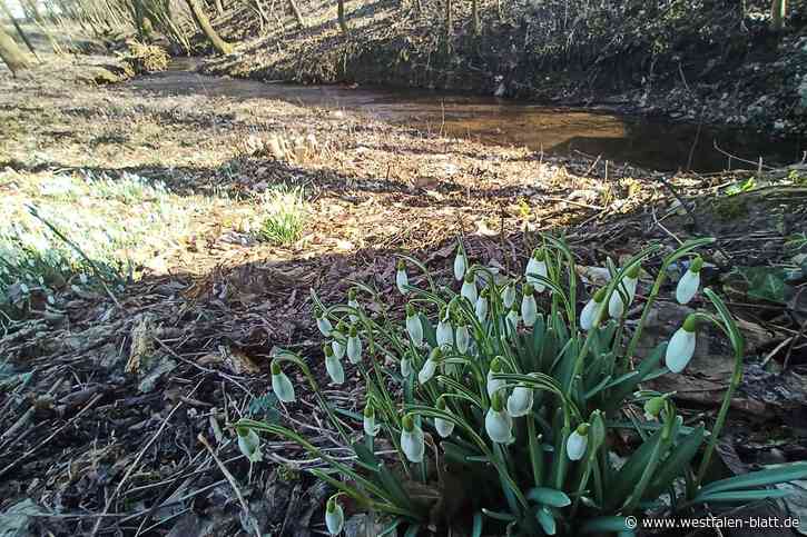 Millionen für die Natur am Schwarzbach: Werther bekommt so viel Fördergeld wie noch nie