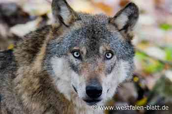 Begegnung mit dem Wolf: Bünder gibt Verhaltens-Tipps