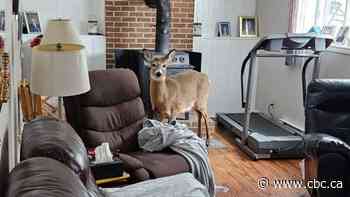 See what happens when a deer smashes its way through a New Brunswick household