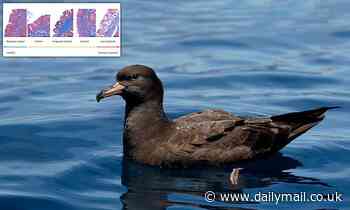 The plastic crisis has spawned a new DISEASE in seabirds called 'plasticosis'