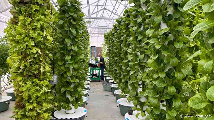 Future of farming: Why one Austin-area farm is growing crops in the air