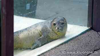 Geflügelpest bei Kegelrobbe: Totes Tier trug Vogelgrippe-Virus in sich