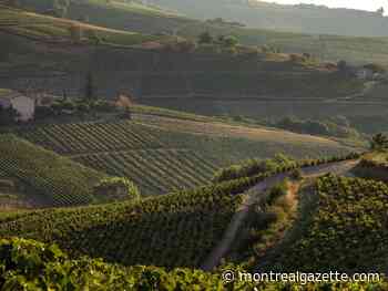 Wines of the Week: Beaujolais has come a long way