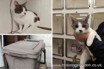 Cat abandoned at Sidcup Co-op in sealed bin with no air