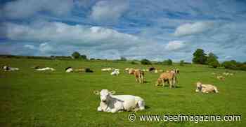 2023 meat production expected to decline 1%