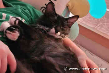 Noah the cat came back 5 days after fire destroyed Chilliwack family’s home