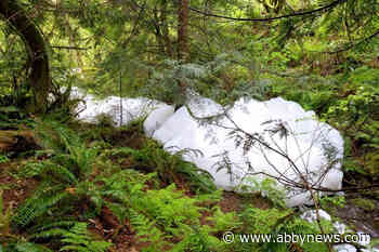 Company fined $8,900 for detergent mistake that made mess of Abbotsford waterway