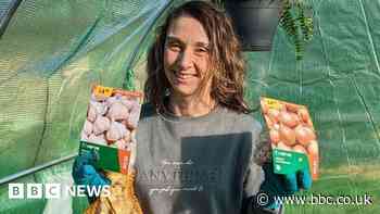 Seed sales jump as fruit and veg shortage continues