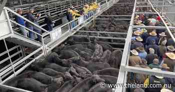 Fresh cattle commentary just in time for autumn | Stock Talk