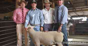 Total clearance for Yasloc Poll Dorsets