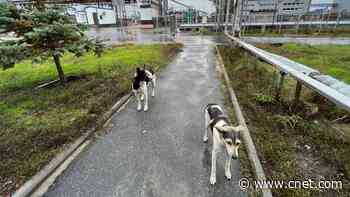 In the Shadow of Chernobyl, a Pack of Dogs Unlike Any Other Roams the Wasteland     - CNET
