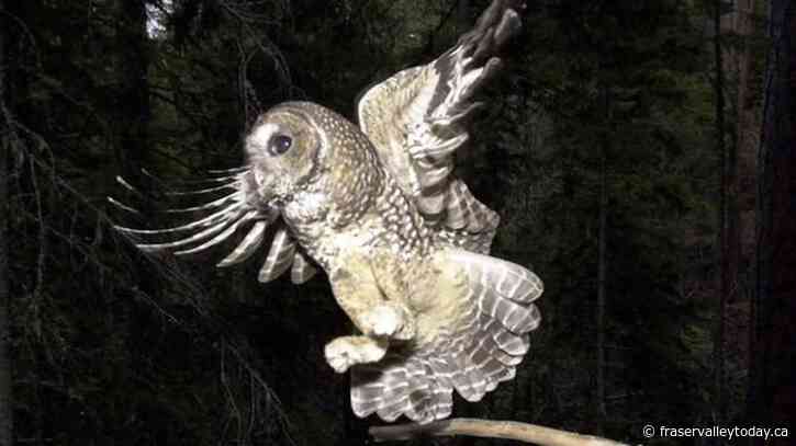 Province halts old-growth logging in at-risk owl territory another two years