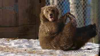 Rewilding grizzlies: New documentary filmed in Northwest B.C. airs tonight (March 3)
