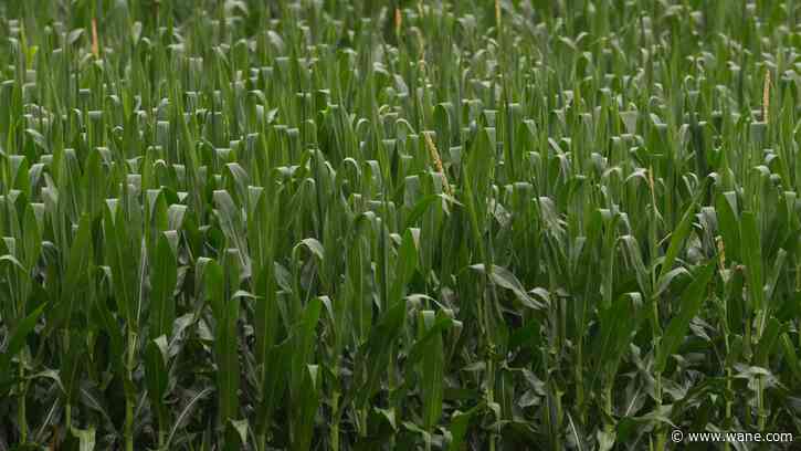 How will the recent storms impact spring planting?