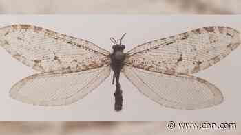 Rare giant Jurassic-era insect was spotted at an Arkansas Walmart