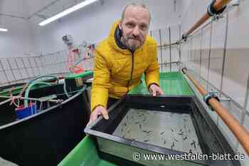 30.000 Bachforellen warten in Warburg auf die Freiheit in der Diemel