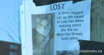 Saint John family seeks 3-legged cat missing since December fire