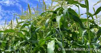 Path through the maize | In Fiona's Garden