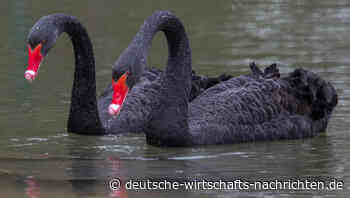 „Schwarzer-Schwan“-Autor warnt Anleger vor Zeitbombe an den Kapitalmärkten