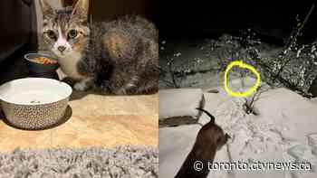 Cat nearly 'buried alive' under the snow when found in Burlington