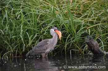 Up to the gills in goldfish: Large invasive fish a problem in B.C. waters: expert