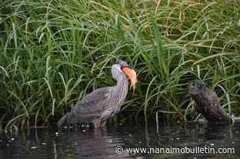 Up to the gills in goldfish: Large invasive fish a problem in B.C. waters: expert