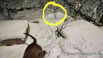 Cat nearly 'buried alive' under the snow when sniffed out by dog in Burlington