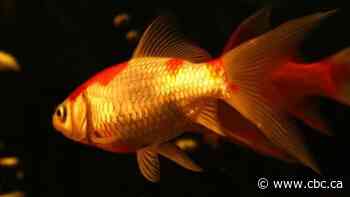Invasive goldfish the size of footballs are spreading from Vancouver to other parts of B.C., researcher warns