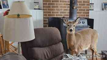 Deer Break-in | The Moment