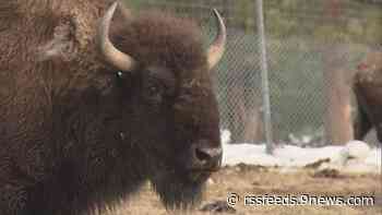 US to focus bison restoration on expanding tribal herds