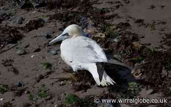 Interactive map shows bird flu hotspots in areas of the UK