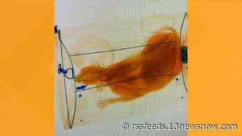 Cat goes through X-ray machine at Norfolk International Airport