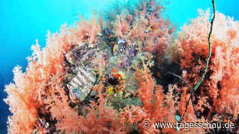 Milliarden für den Schutz der Meere zugesagt