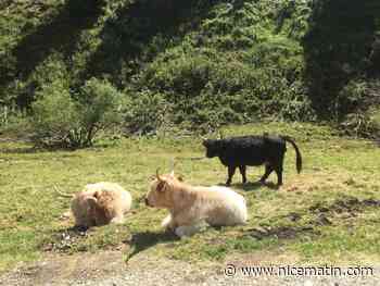 Edito. Sur le plancher des vaches