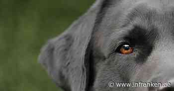 Thonberg: In den Arm gebissen & Daumen gebrochen: Hund greift Frau (26) an - Polizei sucht nach dem Besitzer