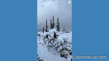 WATCH:  Desert covered in snow at Saguaro National Park